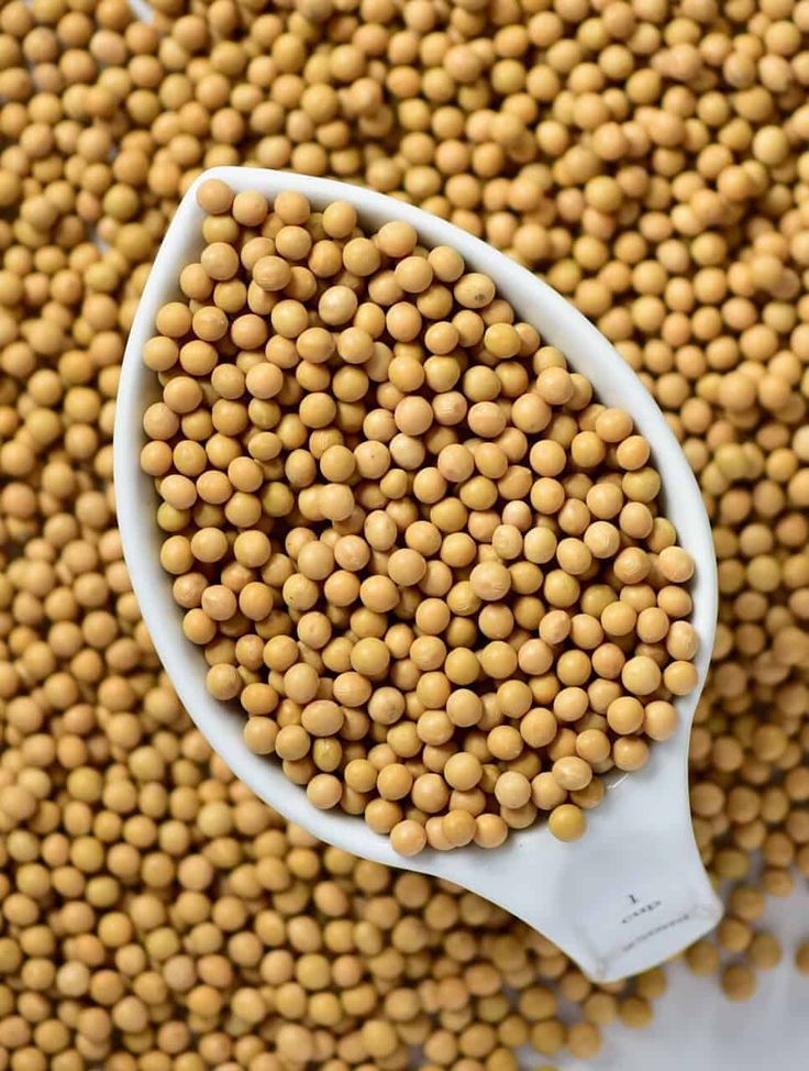 Minimum Order Quantity (MOQ) & Bulk Pricing for Iranian Soybean Buyers